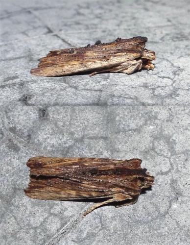 Réf. 275 335 : Lithophane semibrunnea